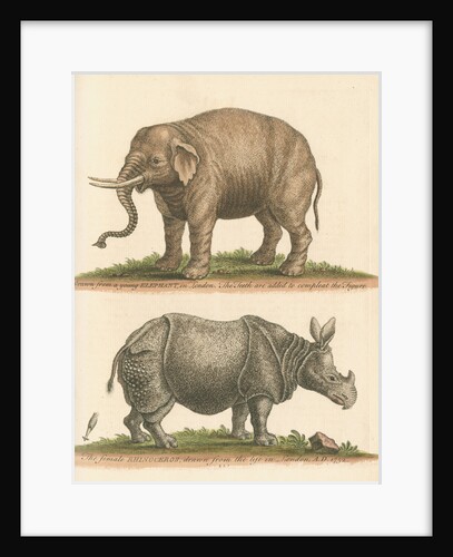 'The Elephant, and the Rhinoceros' by George Edwards