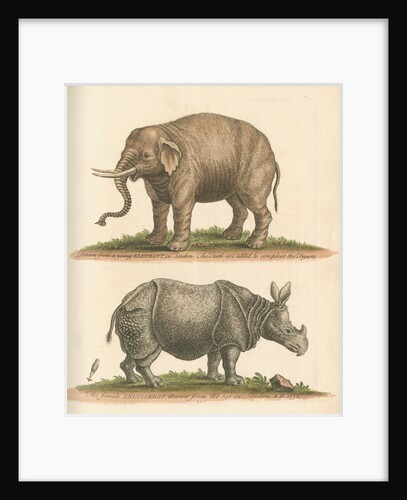 'The Elephant, and the Rhinoceros' by George Edwards