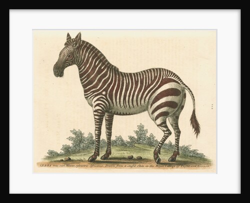'The male Zebra' by George Edwards