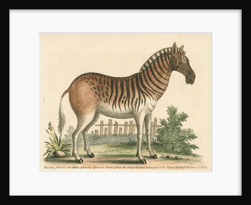 'The female Zebra' by George Edwards