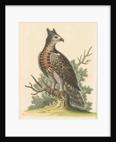 'The Crowned Eagle' by George Edwards