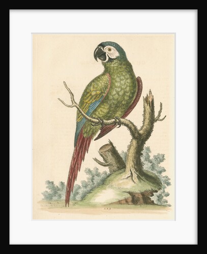 'The Brasilian Green Macaw' by George Edwards