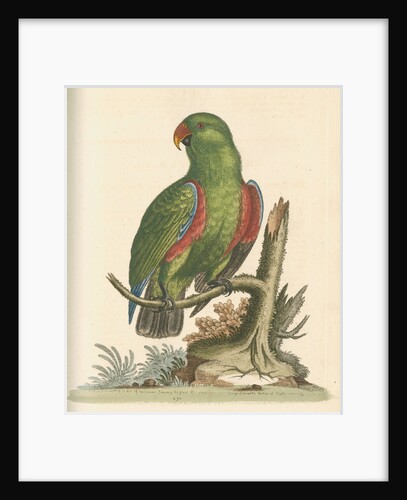'The Green and Red Parrot from China' by George Edwards
