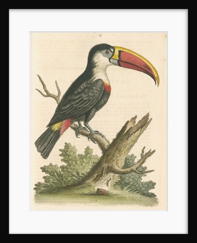 'The Red-beaked Toucan' by George Edwards