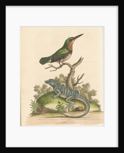 'The Little Green and Orange-coloured King-Fisher; and the Blue Lizard' by George Edwards
