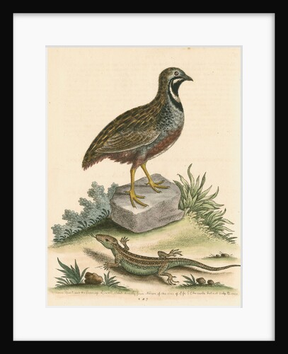 'The Chinese Quail and the Guernsey Lizard' by George Edwards