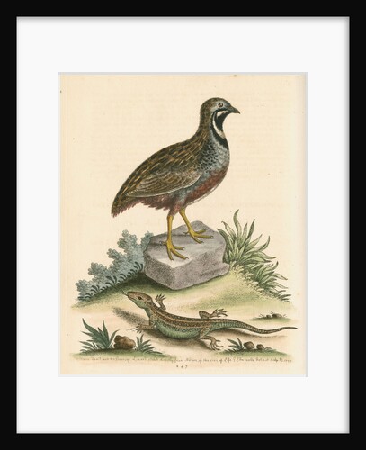 'The Chinese Quail and the Guernsey Lizard' by George Edwards