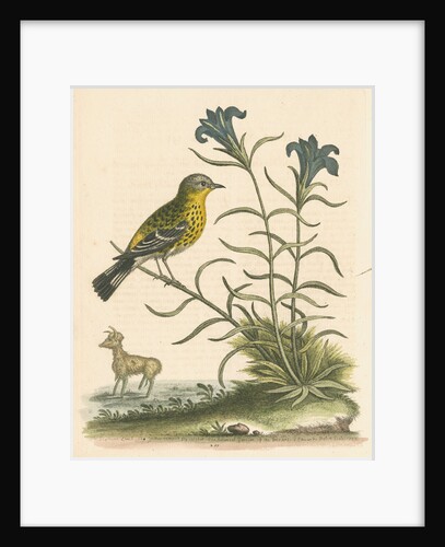 'The Yellow-rumped Fly-catcher, and the Gentian of the Desert' by George Edwards