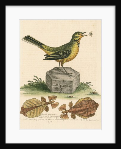 'The Yellow Water-wagtail, the Walking Leaf, &c.' by George Edwards