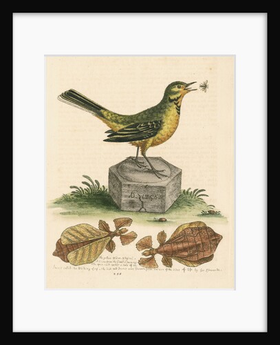 'The Yellow Water-wagtail, the Walking Leaf, &c.' by George Edwards
