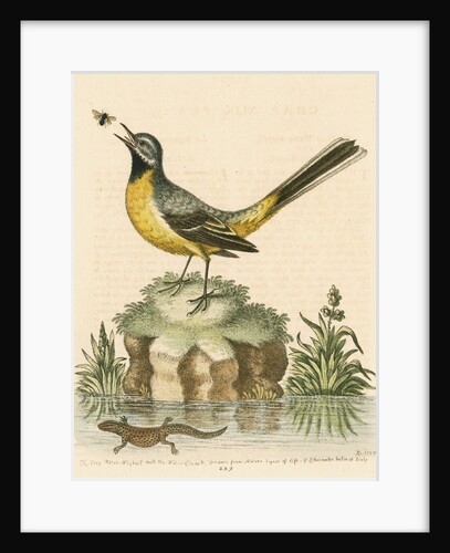 'The Grey Water-wagtail, and the Water-Lizard' by George Edwards
