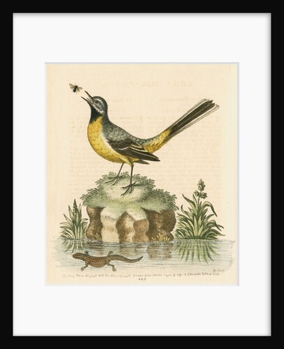 'The Grey Water-wagtail, and the Water-Lizard' by George Edwards