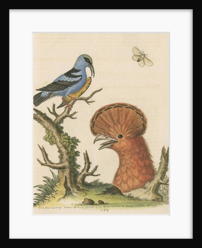 'The Black and Blue Creeper; and the Hoopoe Hen' by George Edwards