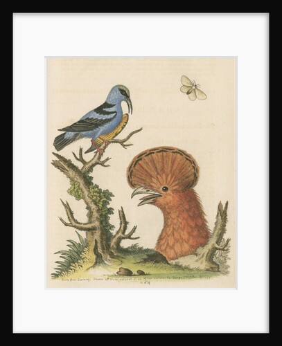 'The Black and Blue Creeper; and the Hoopoe Hen' by George Edwards
