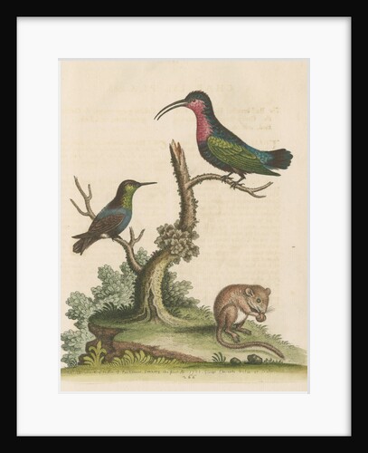 'The Red-breasted Humming Bird, the Green-throated Humming Bird, and the Dormouse' by George Edwards