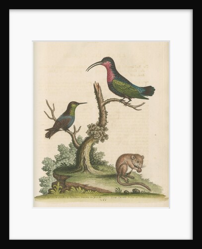 'The Red-breasted Humming Bird, the Green-throated Humming Bird, and the Dormouse' by George Edwards