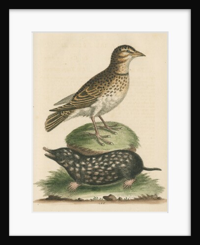 'The Calandra; and the Spotted Mole' by George Edwards