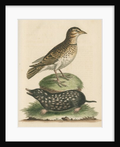 'The Calandra; and the Spotted Mole' by George Edwards