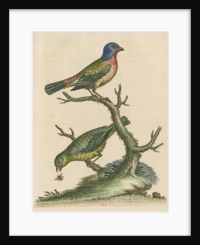 'The Painted Finch, Cock and Hen' [Painted bunting] by George Edwards