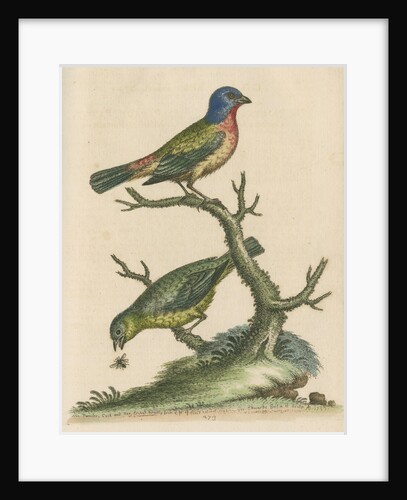 'The Painted Finch, Cock and Hen' [Painted bunting] by George Edwards