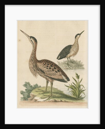 'The Little Brown Bittern' by George Edwards