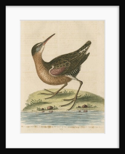 'The American Water-Rail' [Virginia rail] by George Edwards