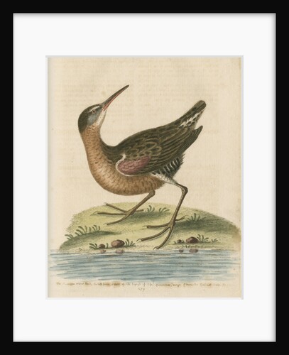 'The American Water-Rail' [Virginia rail] by George Edwards