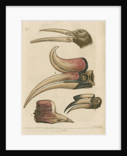 'Four curious Beaks of Birds, but little known' by George Edwards