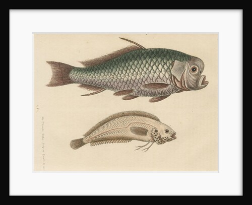 'The Spur-Fish; and the Indian Gattorugina' by George Edwards