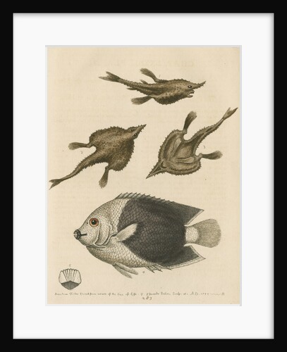 'The Sea-Bat; and the Pyed Acarauna' by George Edwards