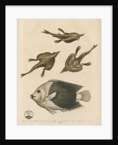 'The Sea-Bat; and the Pyed Acarauna' by George Edwards