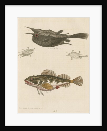 'The Horned Fish; and the Sea Scorpion' [Longhorn cowfish and Short-spined sea scorpion] by George Edwards