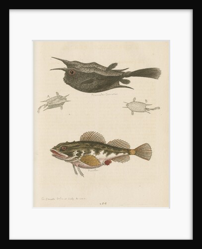 'The Horned Fish; and the Sea Scorpion' [Longhorn cowfish and Short-spined sea scorpion] by George Edwards