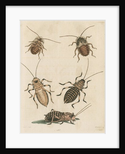 'The Greater Cockroach; and the Whistle Insect' by Cornelius Heinrich Hemerich