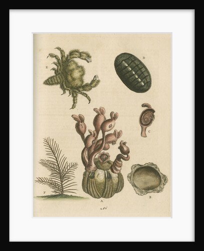 'The Balanus of the Whale with Polypes, the Limax Marina, the Hairy Crab, and the Herringbone Coralline by George Edwards