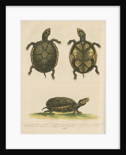'The small Mud-Tortoise' by George Edwards