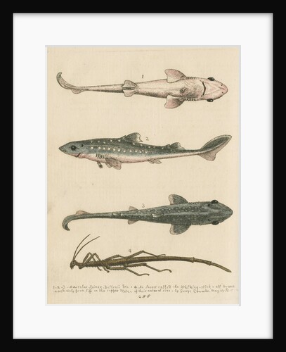 'The Prickled Dog or Hound-Fish, with an Insect called the Walking-Stick' by George Edwards