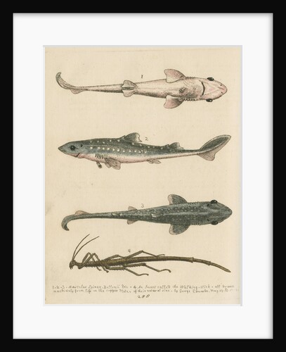 'The Prickled Dog or Hound-Fish, with an Insect called the Walking-Stick' by George Edwards