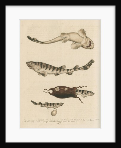 'The Greater Cat-Fish' by George Edwards