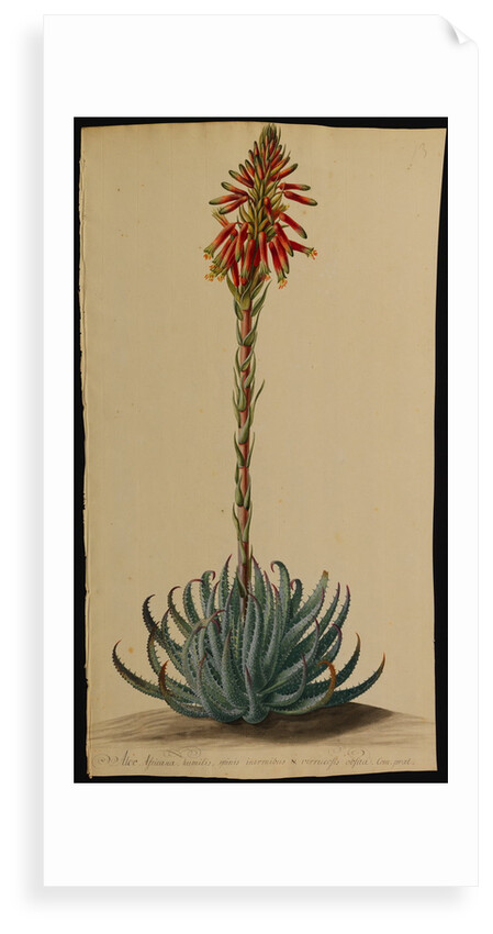 Aloe africana by Jacob Georg Dionysius van Huysum