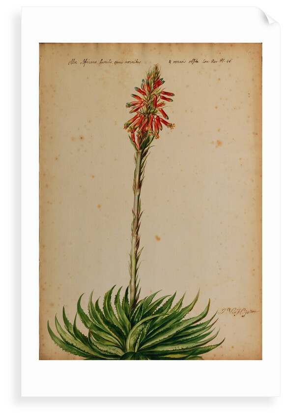 Aloe africana by Jacob van Huysum