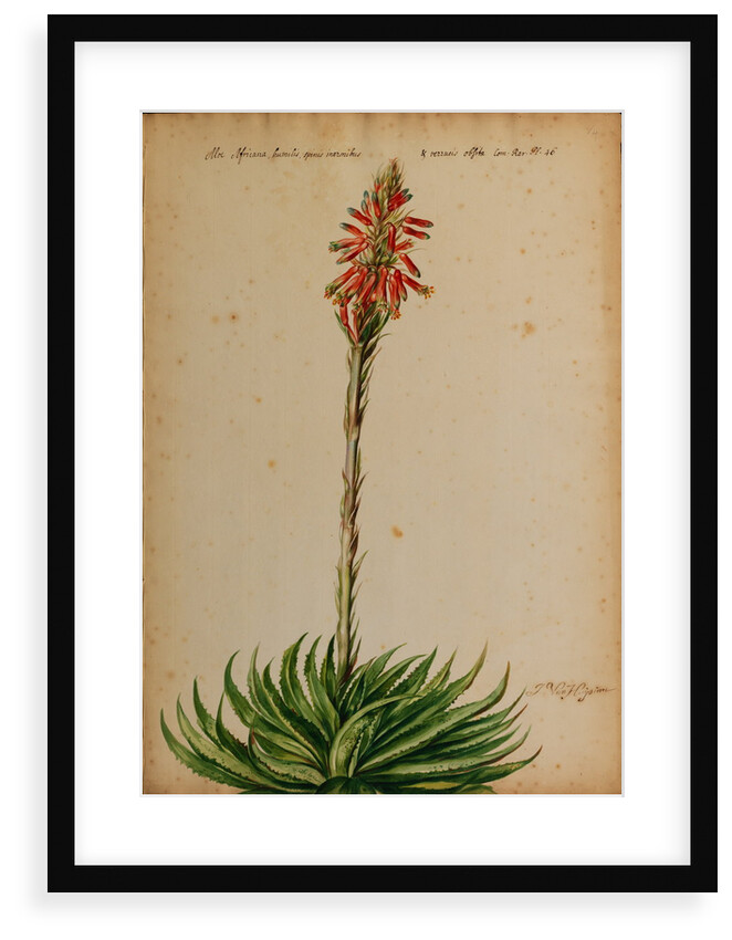 Aloe africana by Jacob van Huysum