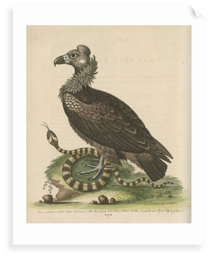 'Crested or Coped Black Vulture, and the Black and White Indian Snake' by George Edwards