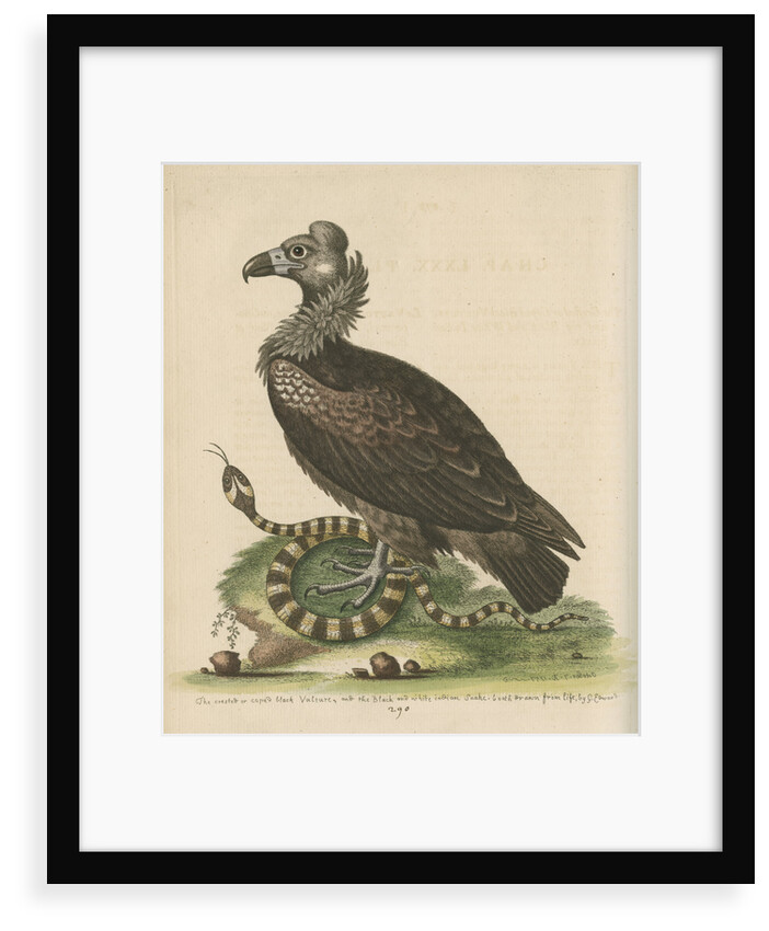 'Crested or Coped Black Vulture, and the Black and White Indian Snake' by George Edwards