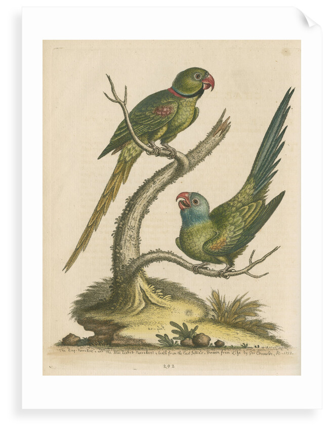 'The Ring Parrakeet, and the Blue-headed Parrakeet' by George Edwards