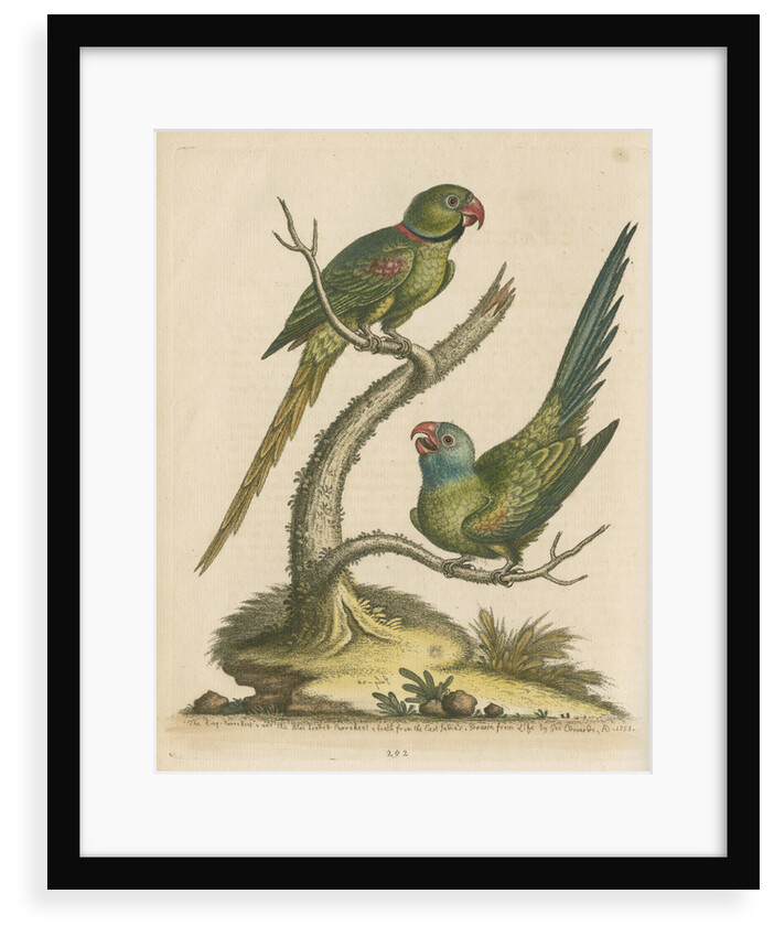'The Ring Parrakeet, and the Blue-headed Parrakeet' by George Edwards