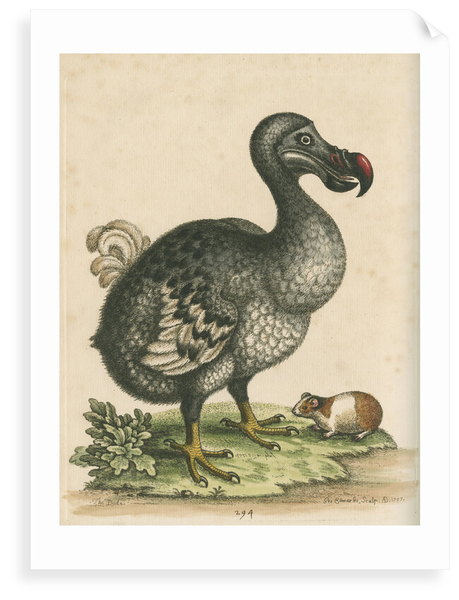 'The Dodo, and the Guinea Pig' by George Edwards