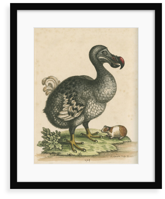 'The Dodo, and the Guinea Pig' by George Edwards