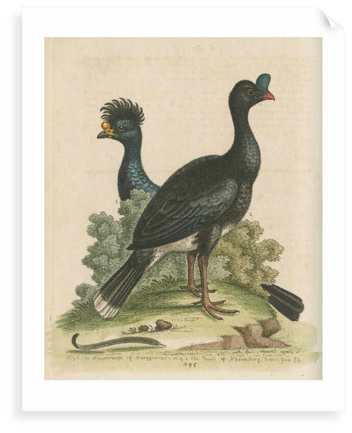 'The Curasso-Bird, and the Cushew-Bird' by George Edwards