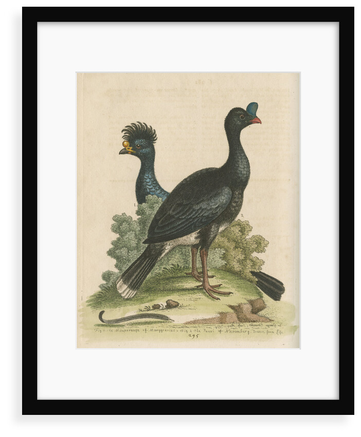 'The Curasso-Bird, and the Cushew-Bird' by George Edwards